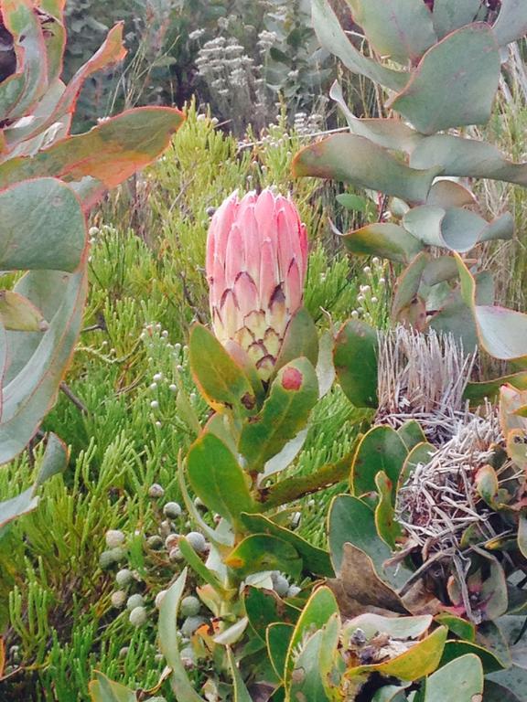 De Cango Hotel Oudtshoorn Eksteriør billede